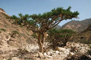 Boswellia Carterii tree - Frankincense products