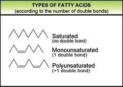 Types of fatty acids and their bonds