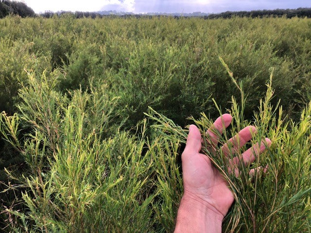 Teatree native to Australia - Delizia Naturally Tallow products