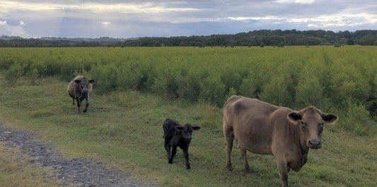 Grass-fed cows in front of tea tree — Delizia Naturally tallow skincare