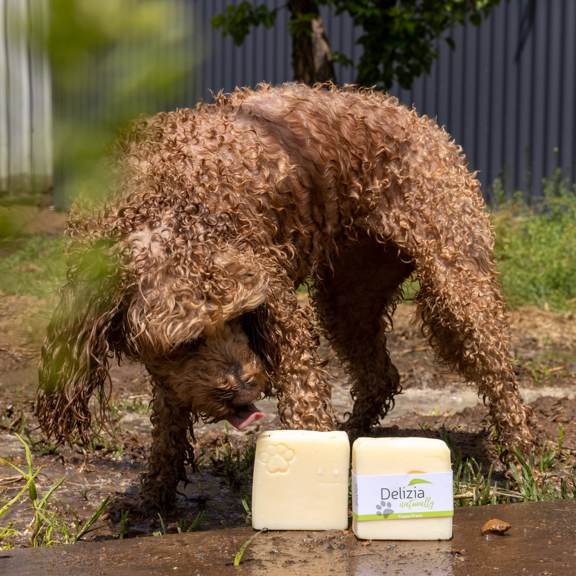 DogSoap-DeliziaNaturally - licking soap