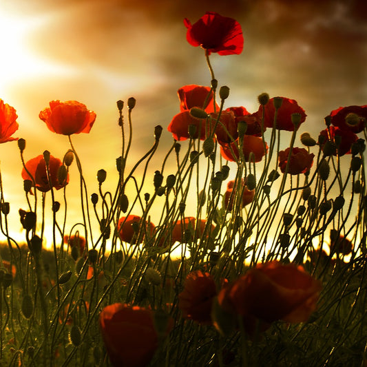 The Poppies of Flanders Fields - Belgium