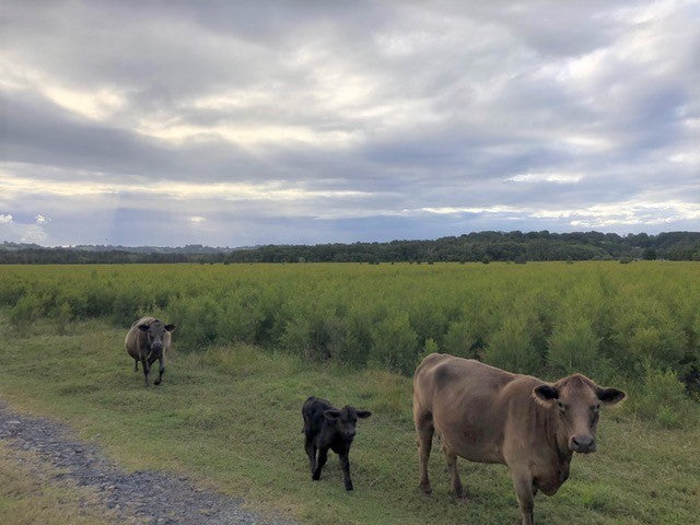 Cows strolling amongst the native Australian TeaTree